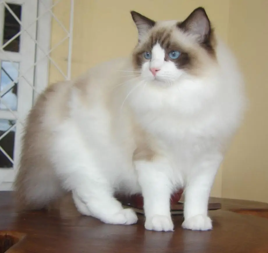 Ragdoll_from_Gatil_Ragbelas