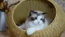 Ragdoll_from_Gatil