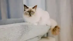 Ragdoll_from_google