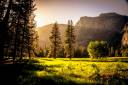 Forest Meadow - FooGallery Sample Image 6