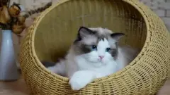 Ragdoll_from_Gatil